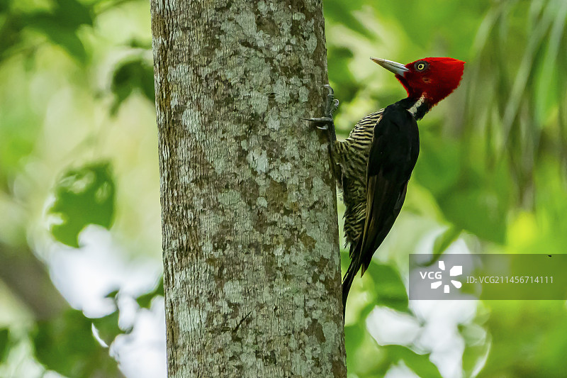 白嘴啄木鸟图片素材