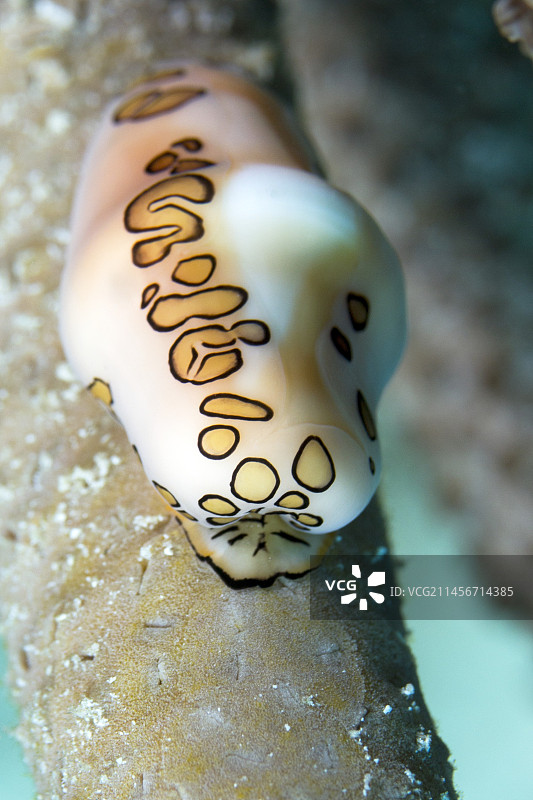 火烈鸟舌蜗牛图片素材