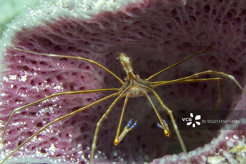 海绵中的黄线箭蟹图片素材