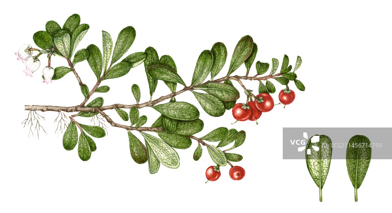 熊果（Arctostaphylos uva-ursi）插图图片素材