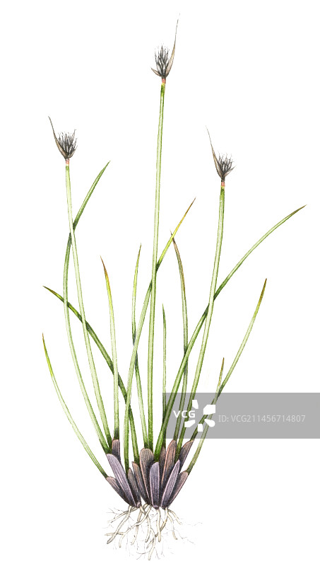 黑莎草插图图片素材
