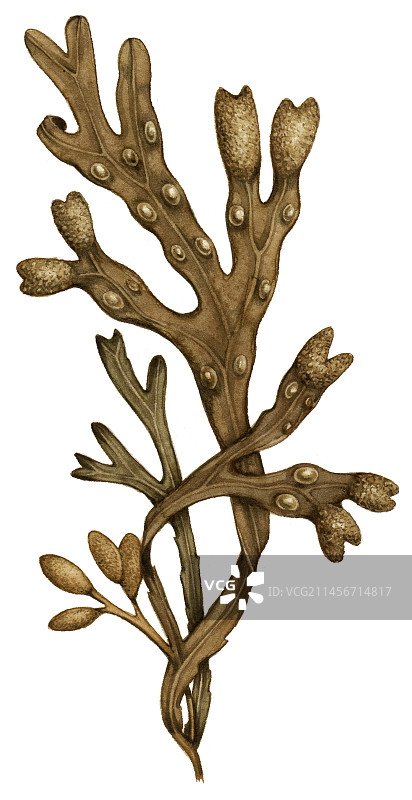 墨角藻（Fucus vesiculosus）藻类，插图图片素材