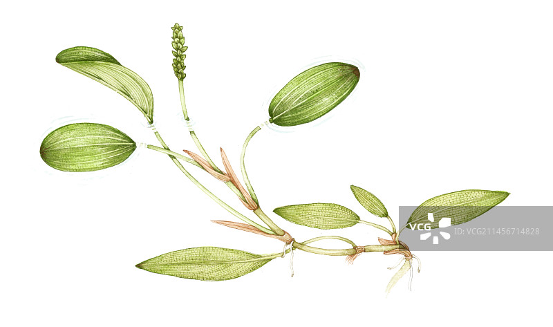 沼泽眼子菜（Potamogeton polygonifolius）插画图片素材