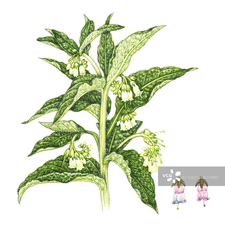 紫草（Symphytum officinale）插图图片素材