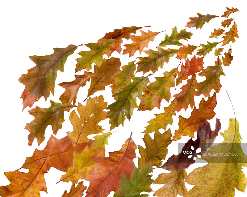 秋天的落叶图片素材