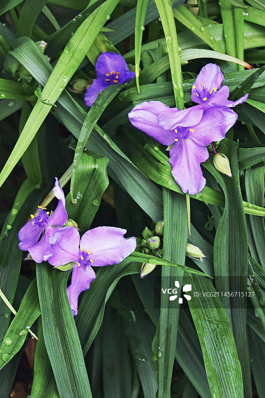 弗吉尼亚紫露草图片素材
