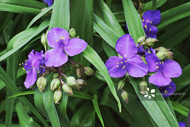 弗吉尼亚紫露草图片素材