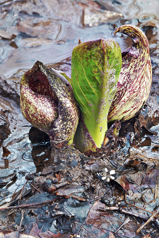 在泉水河岸边的斑嘴鸭图片素材