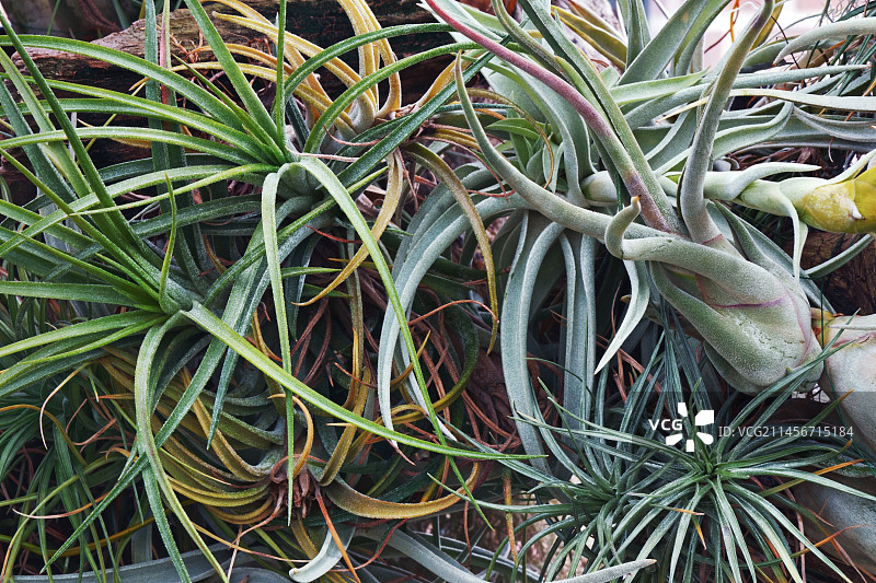 哈里斯空气凤梨图片素材