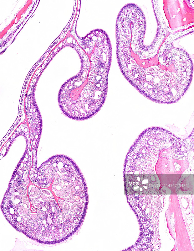 鼻腔嗅黏膜显微照片图片素材