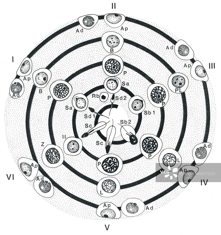 精子发生过程，图示图片素材