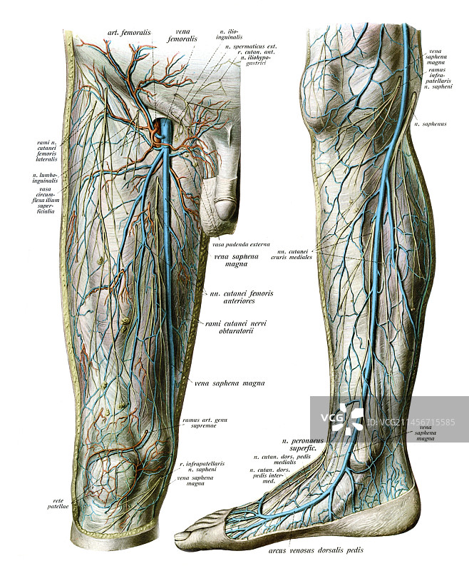 下肢血管神经插图图片素材