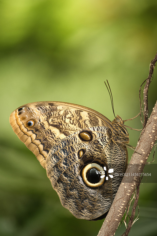 悲伤的猫头鹰蝴蝶图片素材