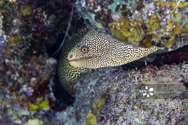 金尾海鳝图片素材