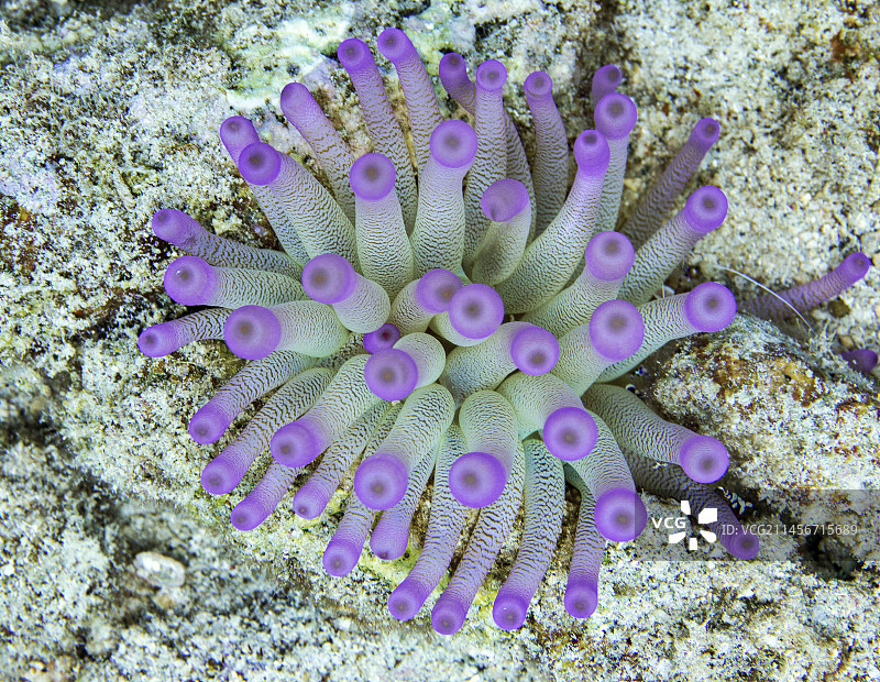 巨型加勒比海葵图片素材