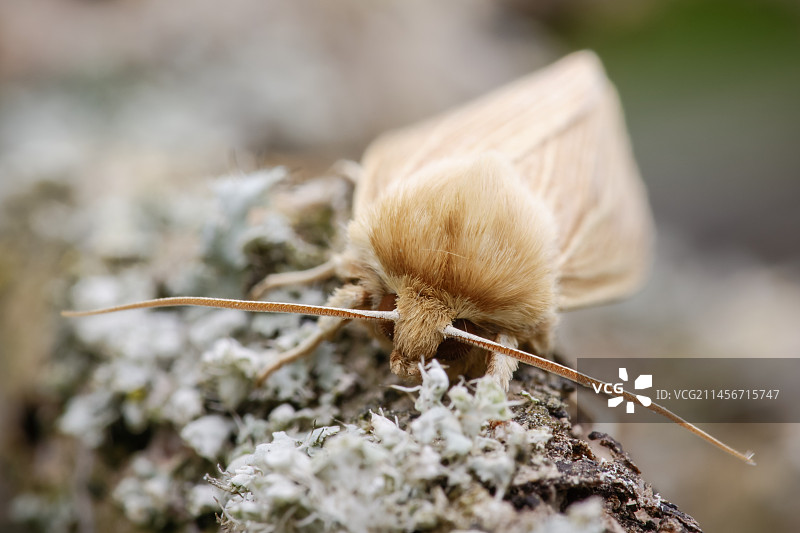 普通墙衣蛾图片素材