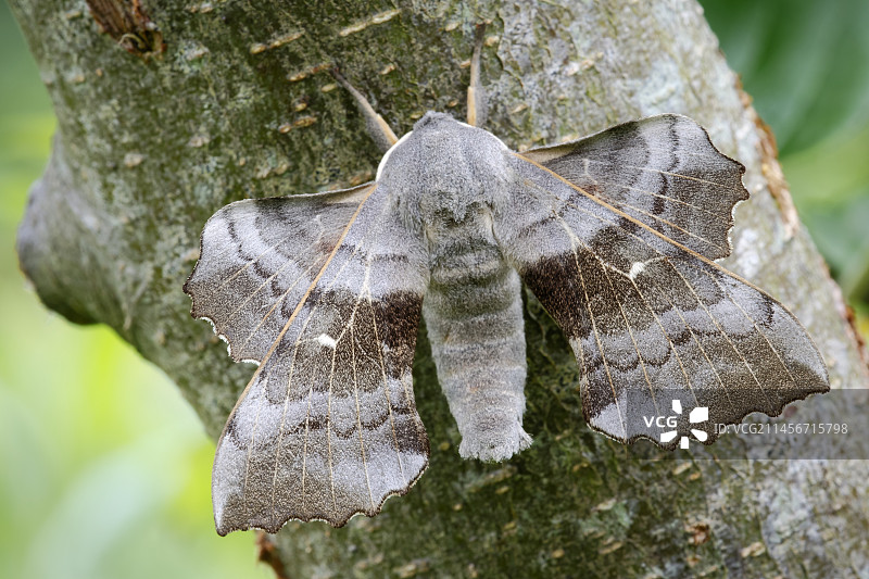 白杨天蛾图片素材