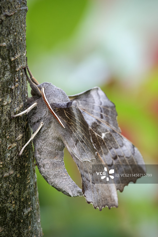 白杨天蛾图片素材