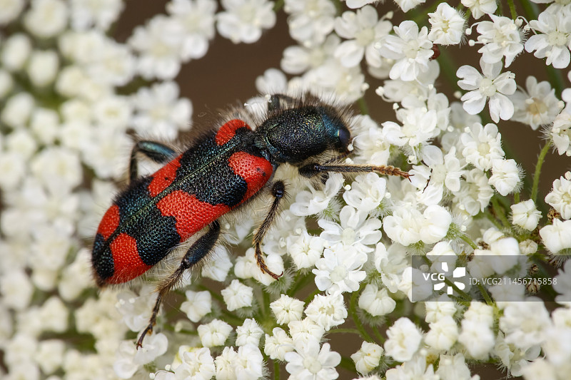 红艳天牛图片素材