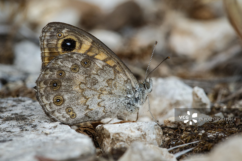 墙壁上的棕色蝴蝶图片素材