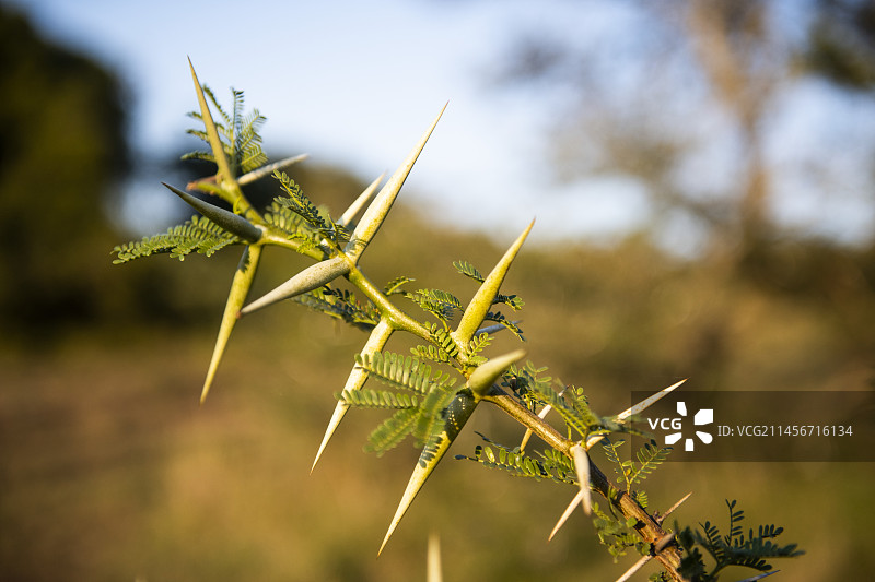 卡鲁金合欢的刺图片素材