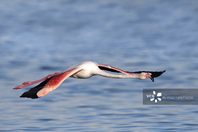 飞行中的大火烈鸟图片素材