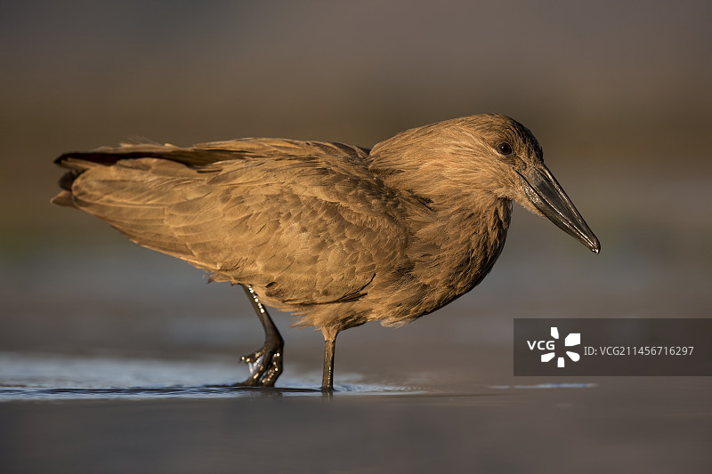 觅食的锤头鹳图片素材