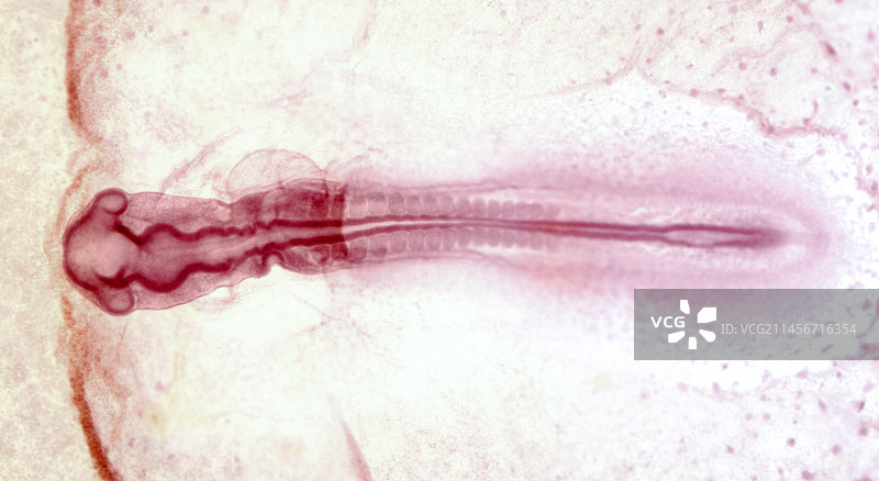 发育36小时的鸡胚胎，光学显微照片图片素材