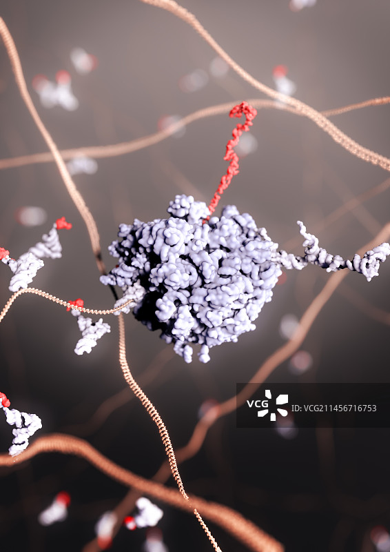 DNA转录图示图片素材
