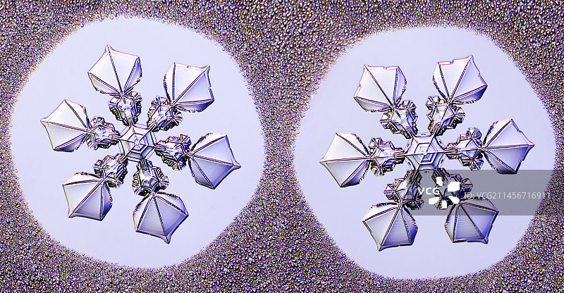 双生雪花图片素材