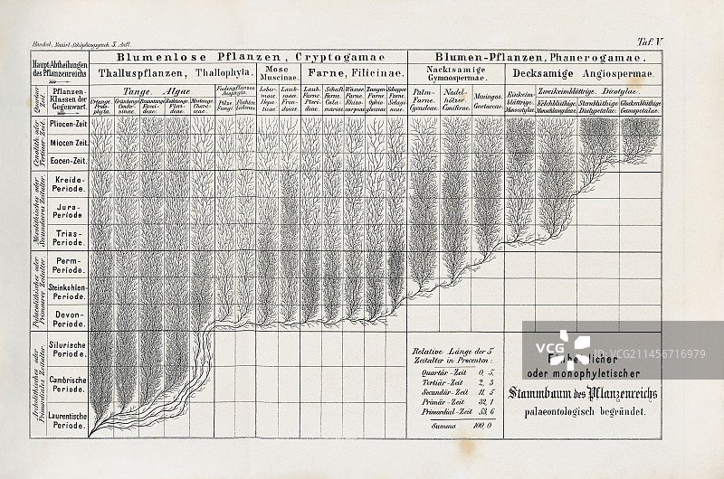 海克尔1874年植物进化树图片素材