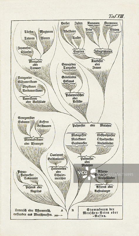 海克尔1874年绘制的人类进化树图片素材