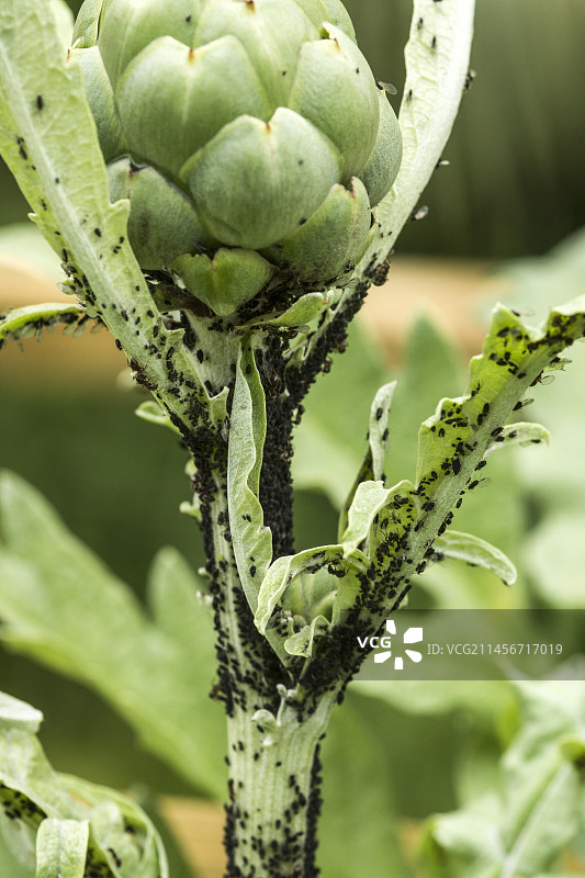 朝鲜蓟植物上的黑豆蚜虫侵扰图片素材