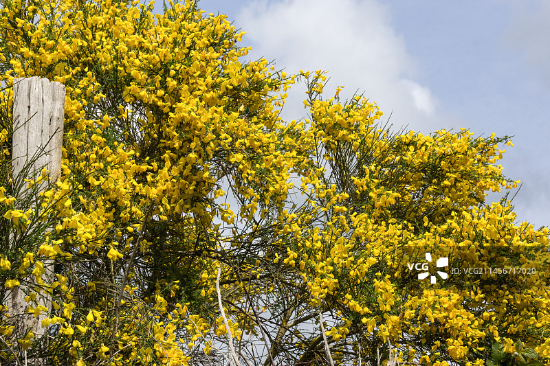 开花的帚石楠图片素材