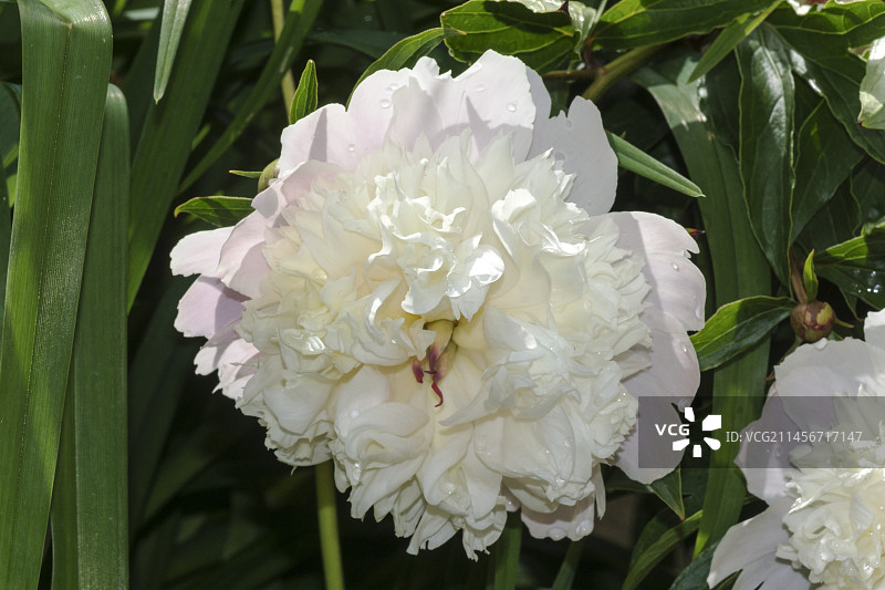 牡丹(施罗德男爵夫人牡丹)图片素材