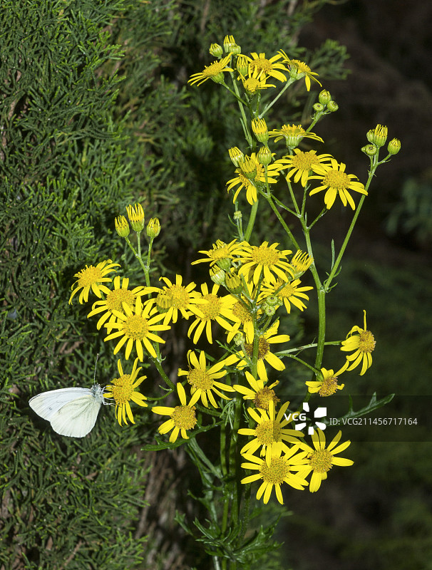 千里光花图片素材