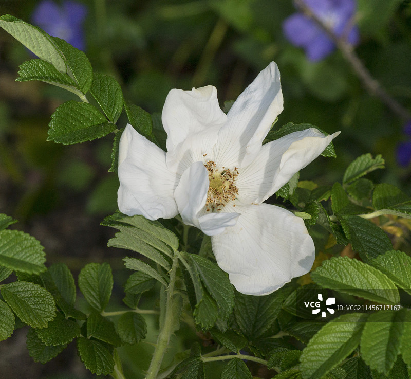 玫瑰花（Rosa rugosa var. alba）图片素材