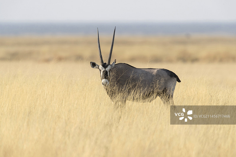 大羚羊图片素材