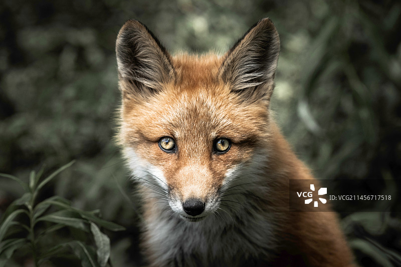 红狐狸图片素材