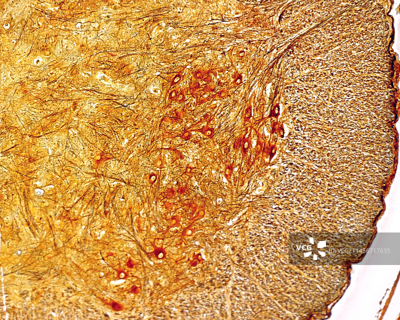 脊髓中的运动神经元，光学显微照片图片素材