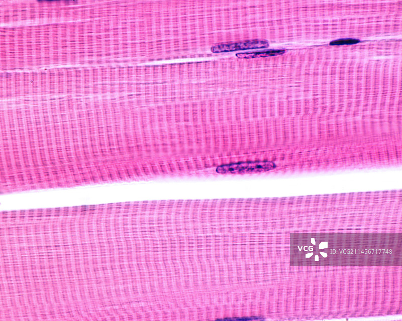 骨骼肌纤维显微照片图片素材