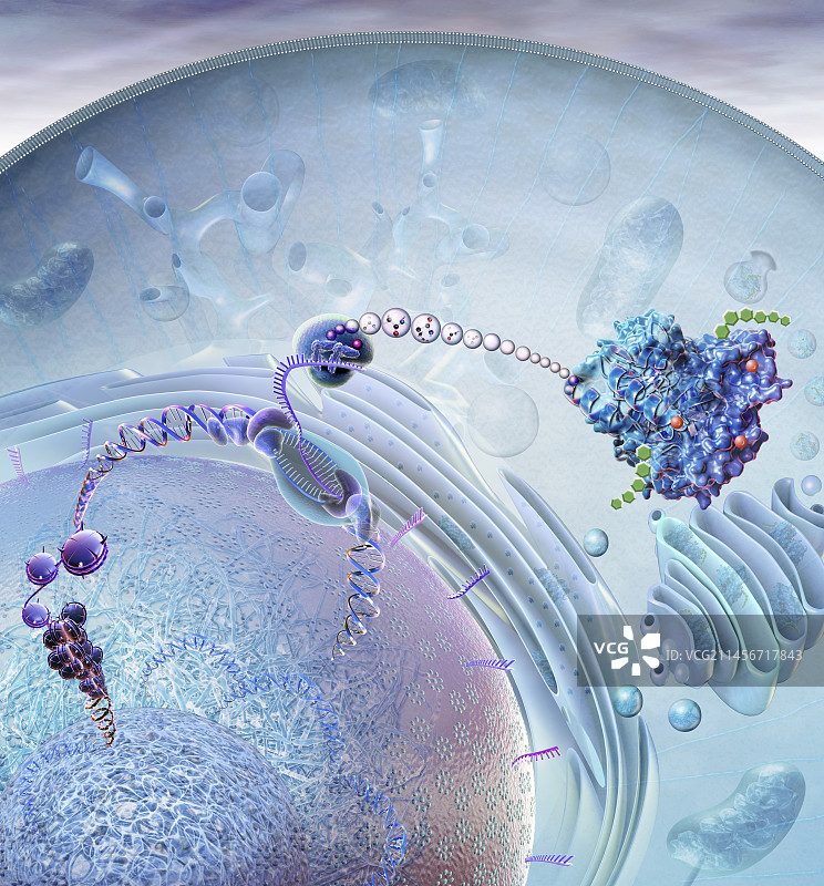 核糖体蜂窝蛋白质合成图图片素材