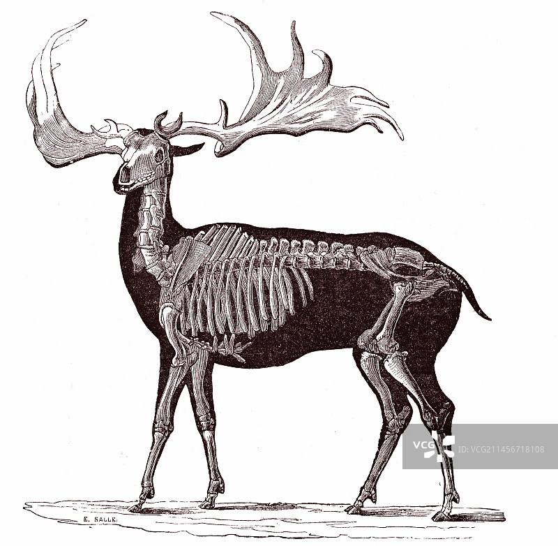 19世纪的爱尔兰麋鹿插图图片素材