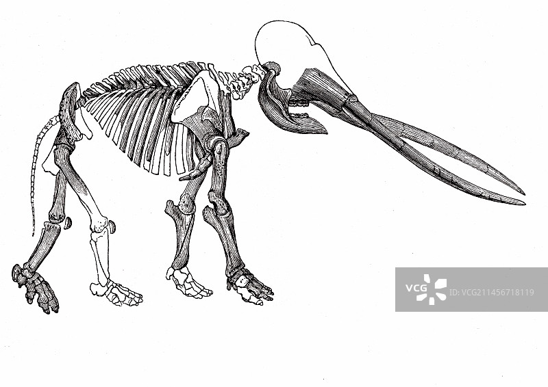 19世纪的乳齿象化石骨架图片素材