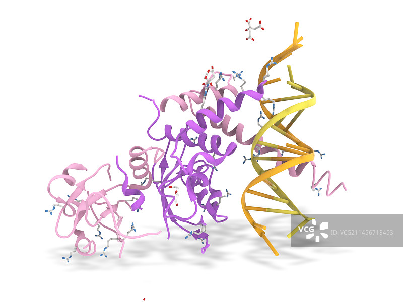 芳烃受体与DNA结合示意图图片素材