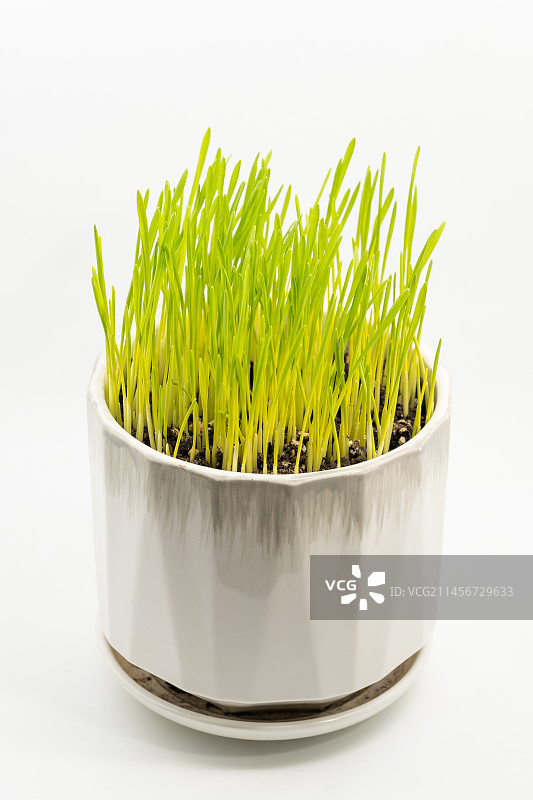单色背景下的盆栽小麦草图片素材