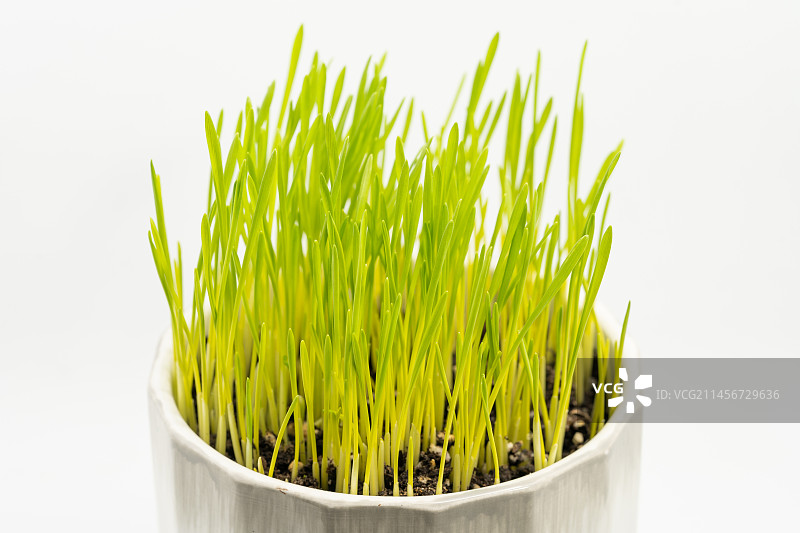 单色背景下的盆栽小麦草图片素材