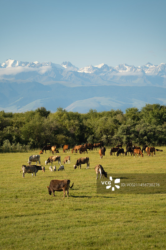 雪山下的牧场图片素材