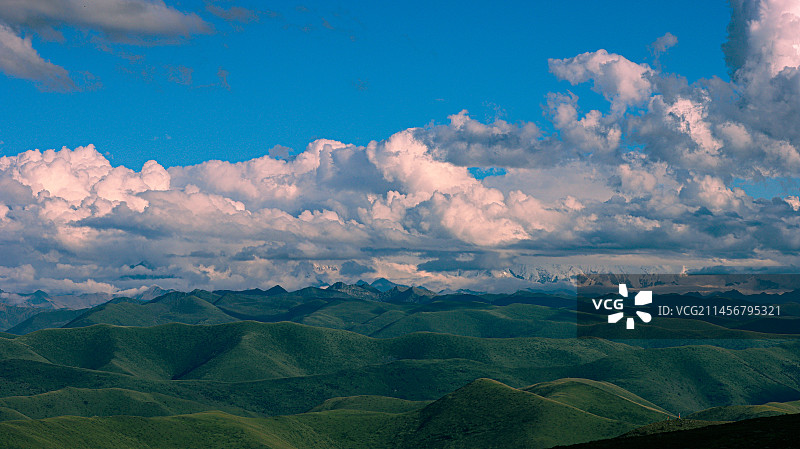 鱼子西图片素材