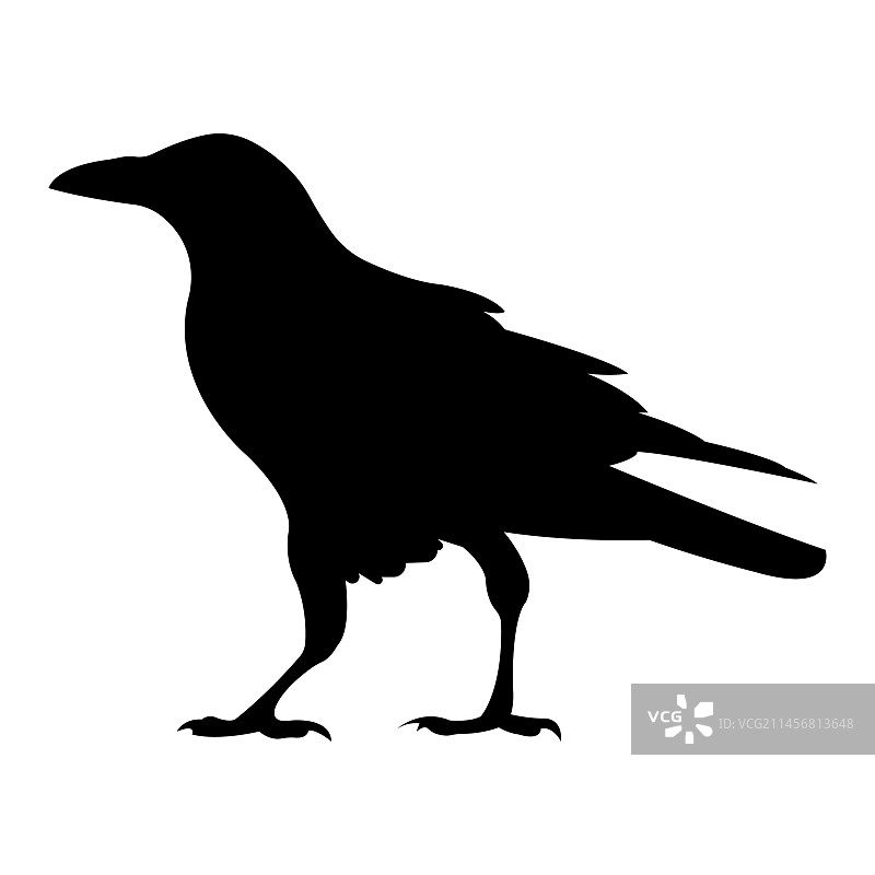 乌鸦图片素材